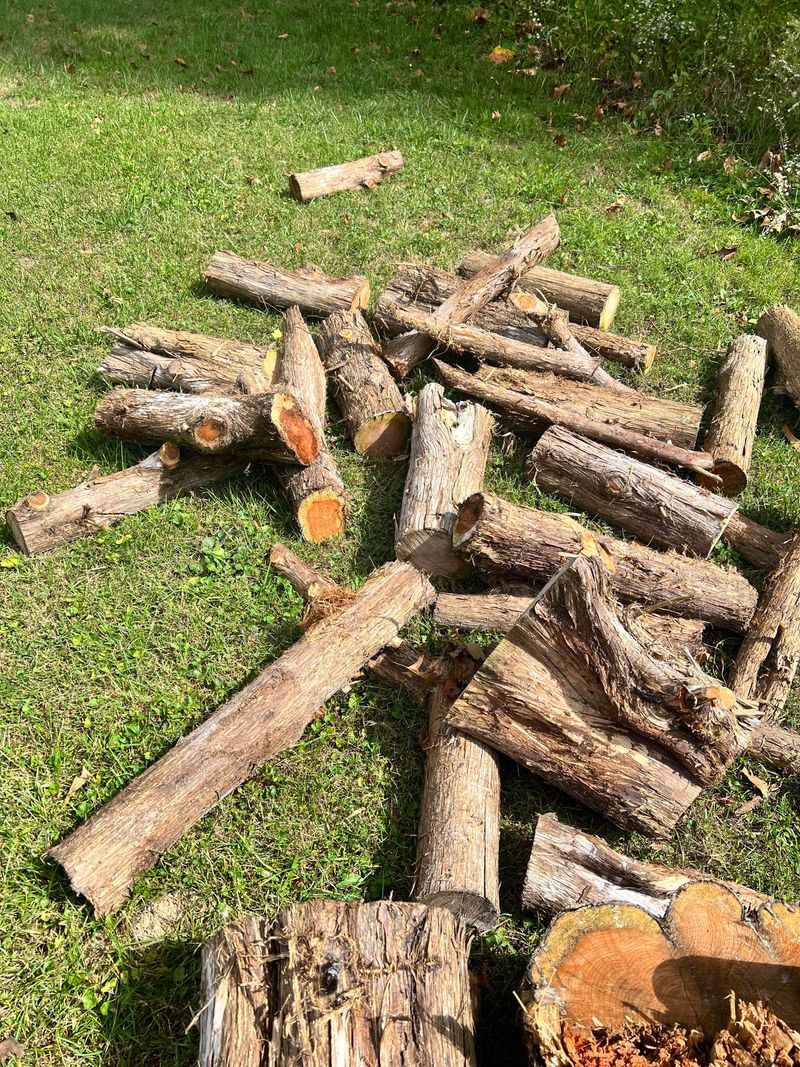 Collecting Firewood