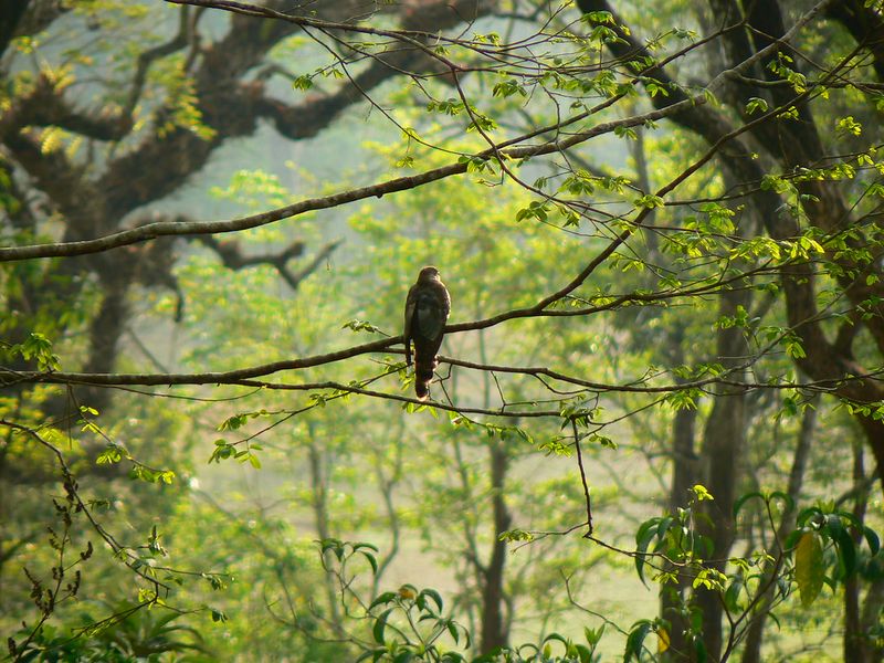 Bird Watching
