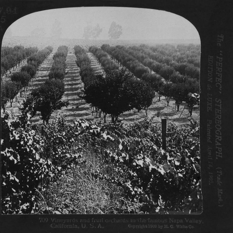 The Serene Vineyard