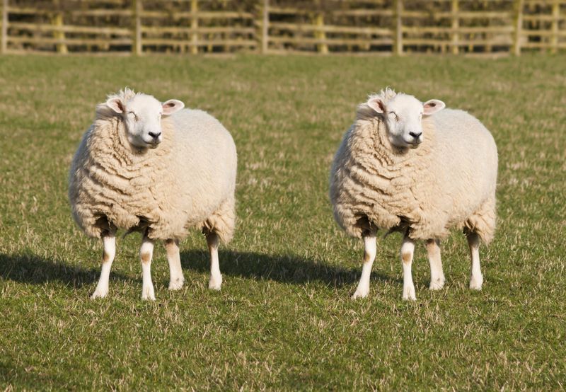 Cloning