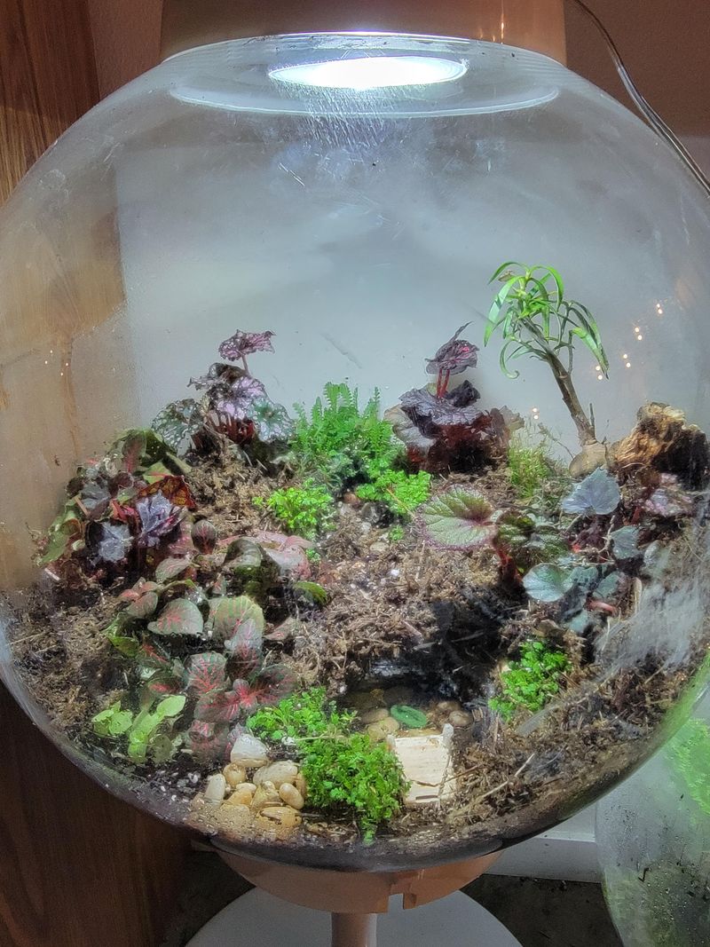 Terrariums