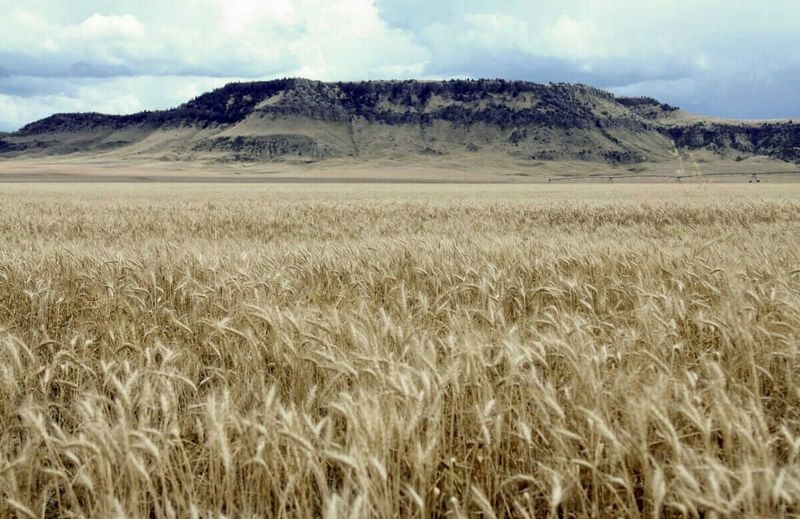The Native American Influence on Modern Agriculture