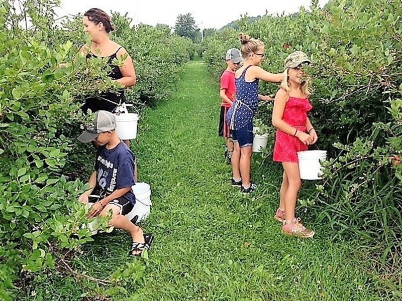 Home Gardening