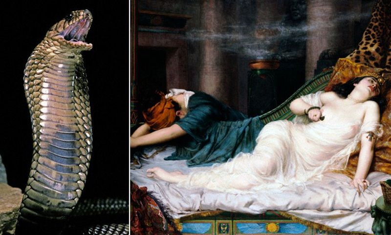 Myth: Cleopatra Died by Snakebite