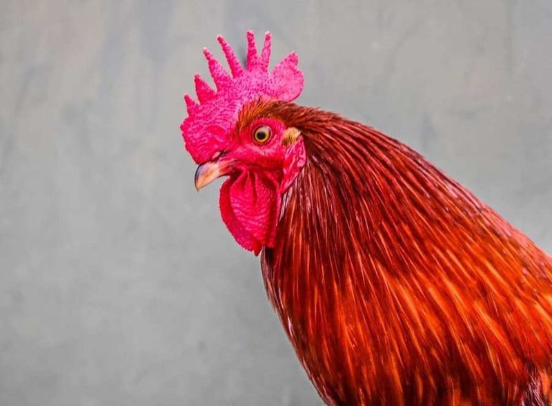 Presidential Pets: The Rooster
