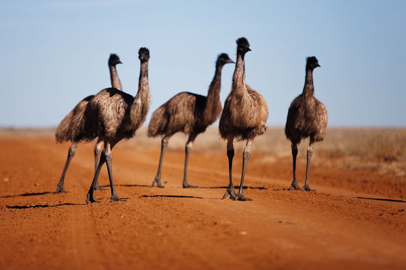 The Great Emu War
