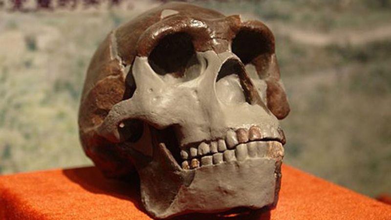 The Peking Man Fossils